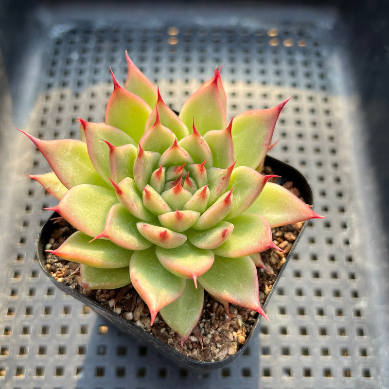 Echeveria 'Toscanelli' 2" Succulent Plant