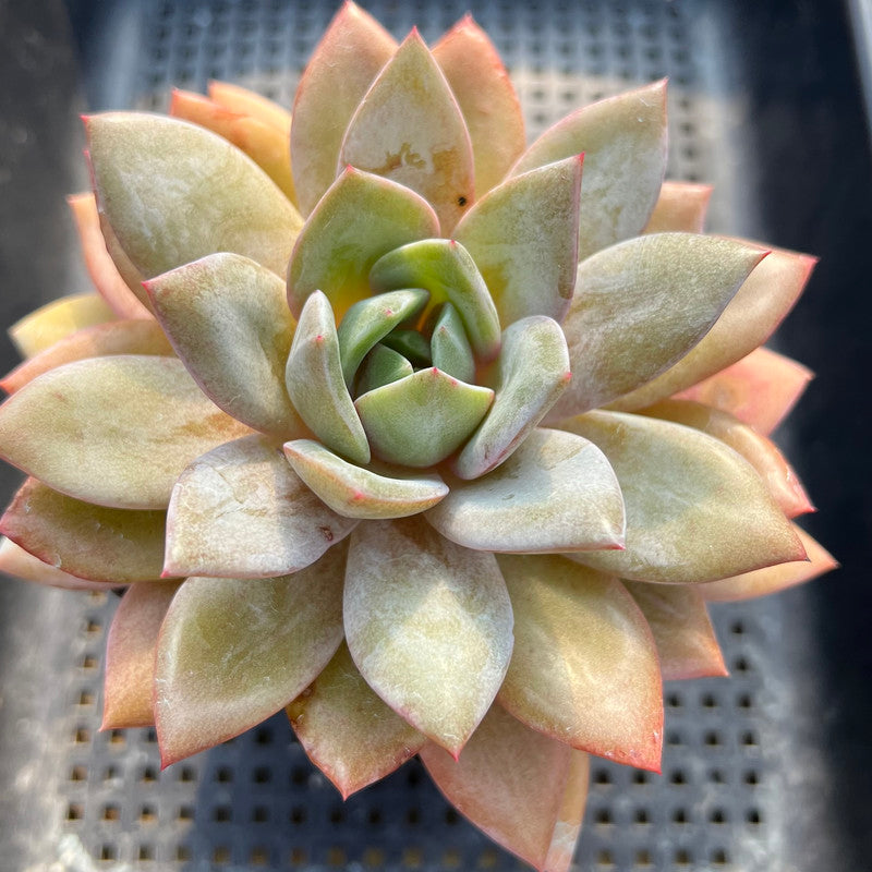 Echeveria 'German Champaign' 4"-5" Succulent Plant