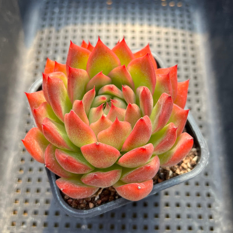 Echeveria 'Bradley' 3"-4" Succulent Plant