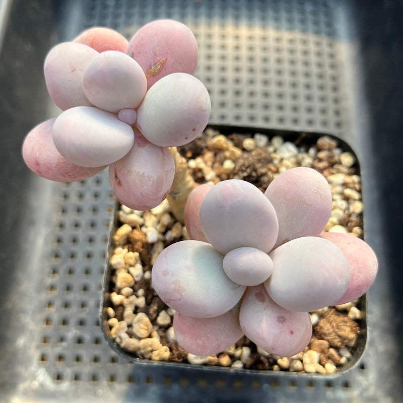 Graptopetalum 'Amethystinum' 3" Succulent Plant