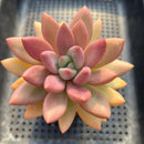 Graptoveria 'Ruby Donna' 3"-4" Succulent Plant