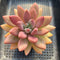 Graptoveria 'Ruby Donna' 3"-4" Succulent Plant