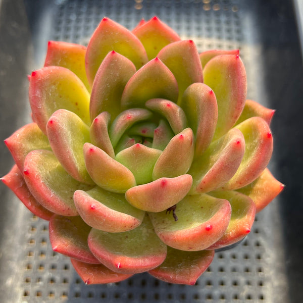 Echeveria 'Charlotte' 4" Large Specimen Succulent Plant