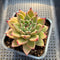 Echeveria 'Sarabony' 2" Succulent Plant