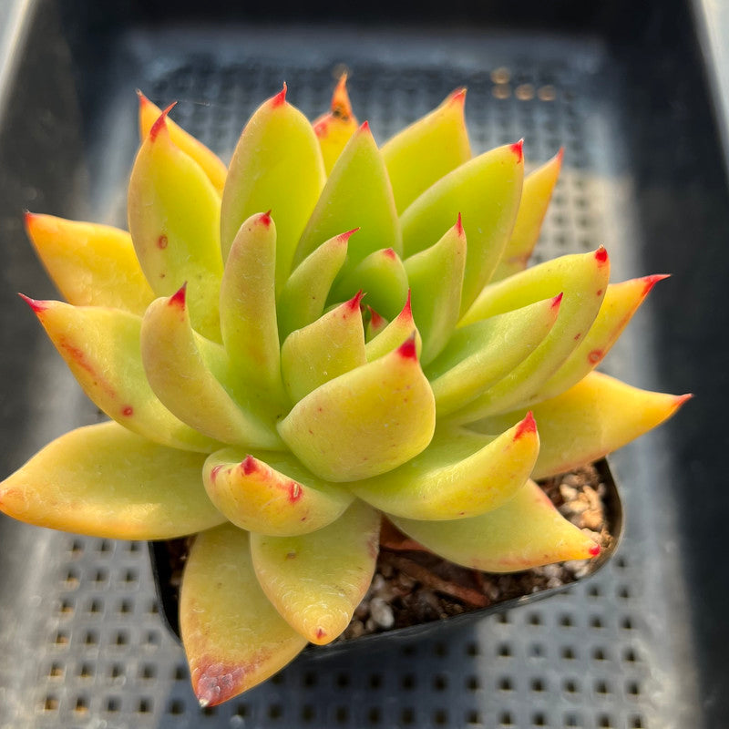 Echeveria Agavoides sp. 3" Succulent Plant