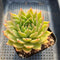 Echeveria 'Red Bellita' 3" Succulent Plant