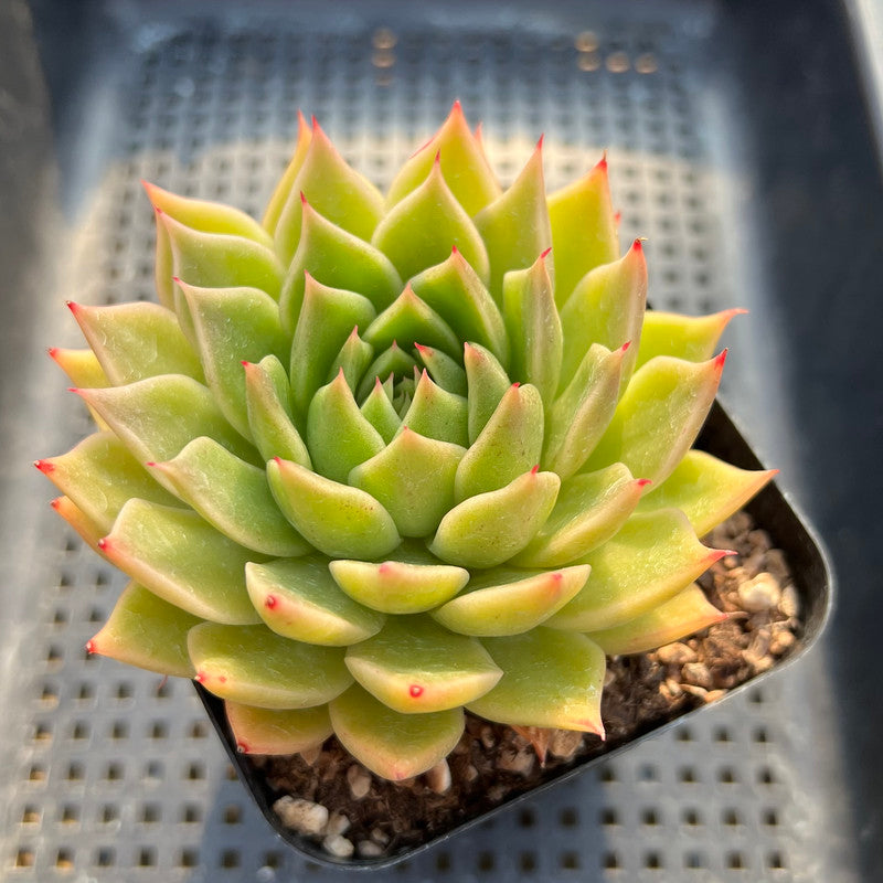 Echeveria 'Red Bellita' 3" Succulent Plant