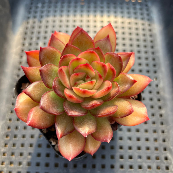 Echeveria Pulidonis Hybrid 2" Succulent Plant