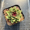 Echeveria 'Black Queen' Hybrid 2" Succulent Plant