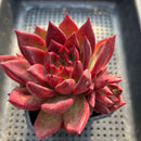 Echeveria Agavoides 'Romeo Rubin' 4"-5" Succulent Plant