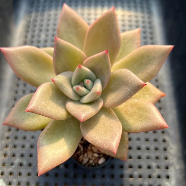 Echeveria 'Nutchi' 2" Succulent Plant