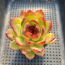 Echeveria 'Black Queen' Hybrid 3"-4" Succulent Plant