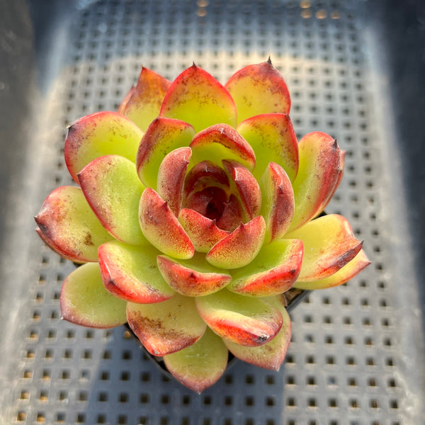 Echeveria 'Black Queen' Hybrid 3"-4" Succulent Plant