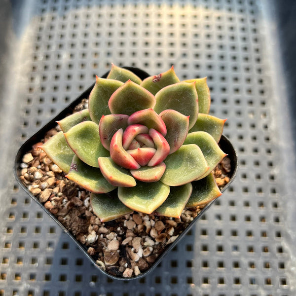 Echeveria 'Gold Quartz' 2" Succulent Plant