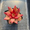 Echeveria Agavoides 'Fire Eagle' 2" Succulent Plant