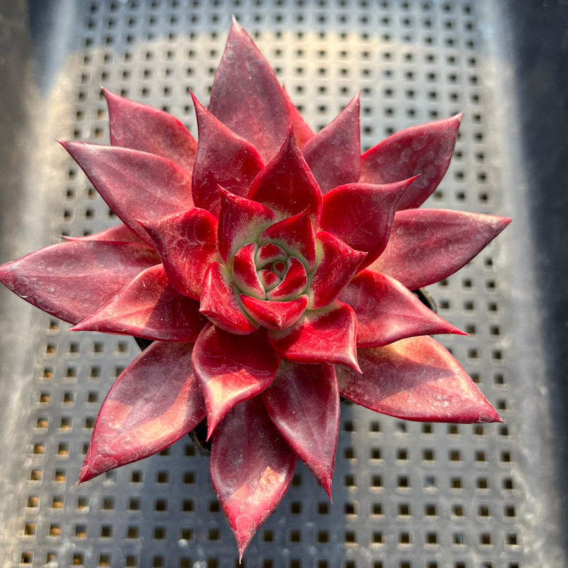 Echeveria Agavoides 'Luming' 3" Succulent Plant