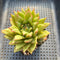 Echeveria Agavoides 'Wrinkle Maria' 3" Succulent Plant