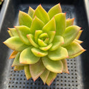 Echeveria Agavoides 'Ringo Star' 4" Succulent Plant