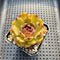 Echeveria 'Black Smoke' 2" Succulent Plant