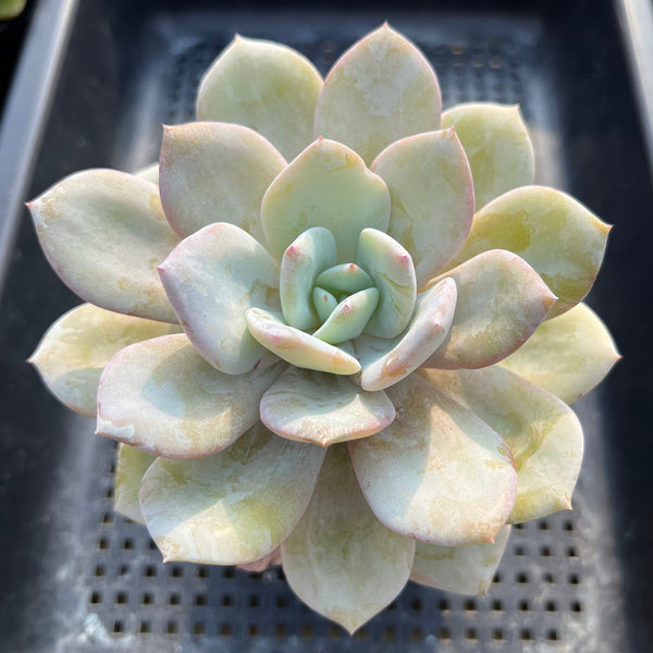 Echeveria 'Cream Tea' 4"-5" Succulent Plant