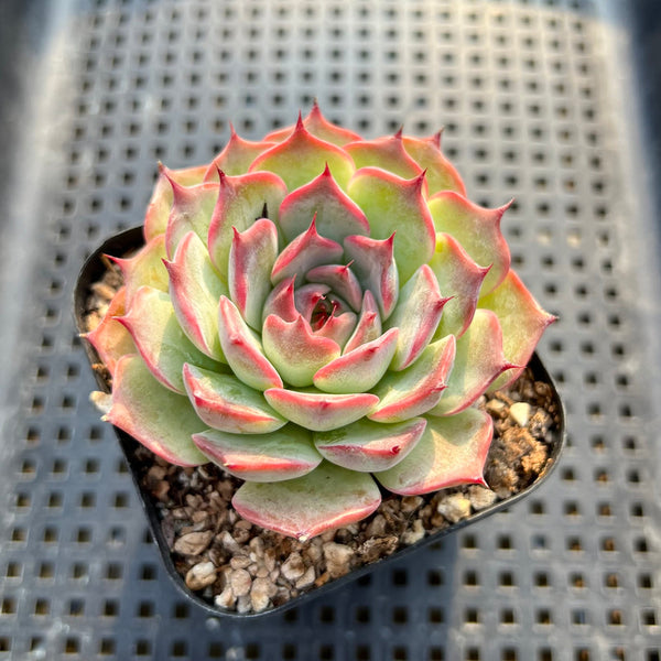 Echeveria Chihuahuaensis Hybrid Flower Village Original Hybrid 2" Succulent Plant