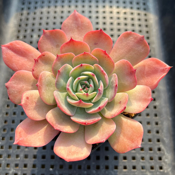 Echeveria 'Horizon' 3"-4" Succulent Plant