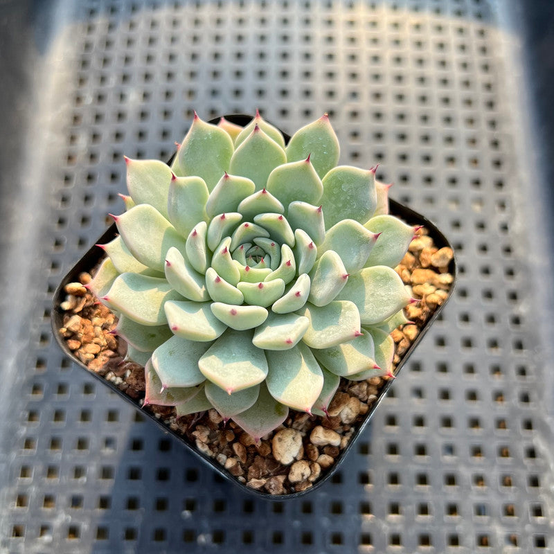 Echeveria 'White Zaragoza' 2" Succulent Plant