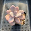 Graptopetalum 'Pink One' 2" Succulent Plant