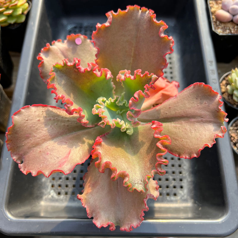 Echeveria 'Wedding Dress' 5" Succulent Plant