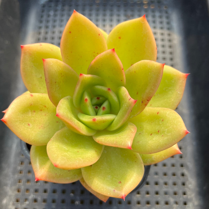 Echeveria 'Jupiter' 3"-4" Succulent Plant