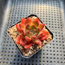 Pachyphytum sp. 2" Succulent Plant