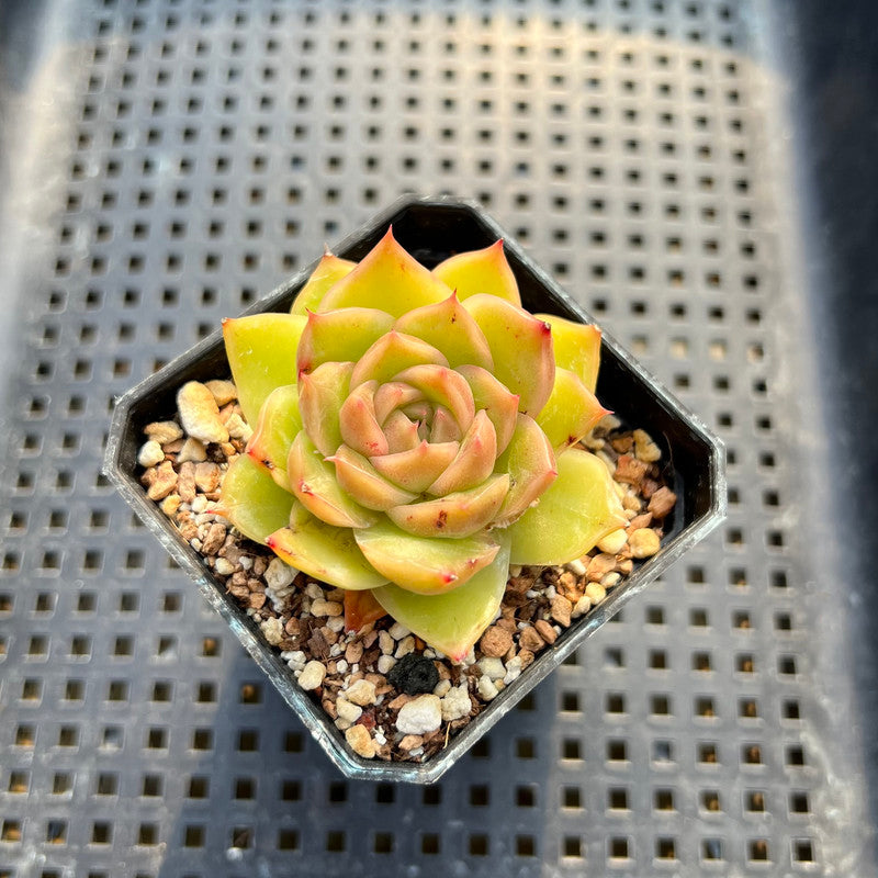 Echeveria sp. 2" Succulent Plant