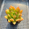 Pachyphytum sp. 2" Succulent Plant