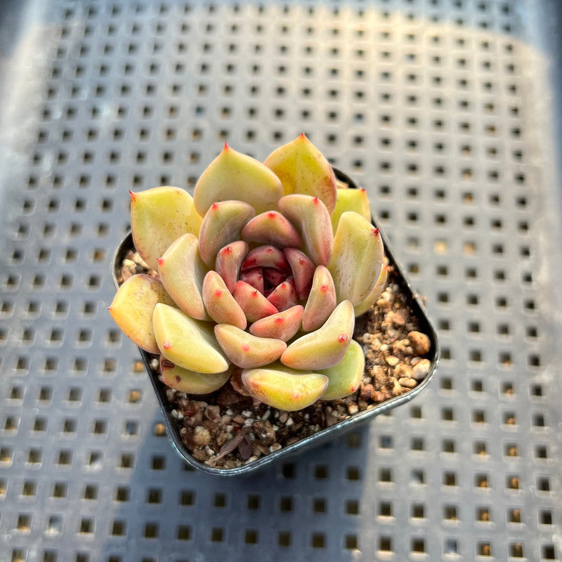 Echeveria 'Herbion' 2" Seed Grown Succulent Plant