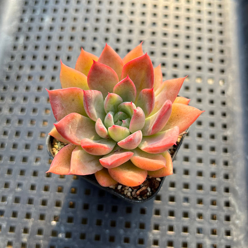 Echeveria sp. 2" Succulent Plant