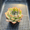 Echeveria sp. 2" Succulent Plant