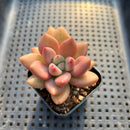 Graptoveria 'Ruby Donna' 2" Succulent Plant