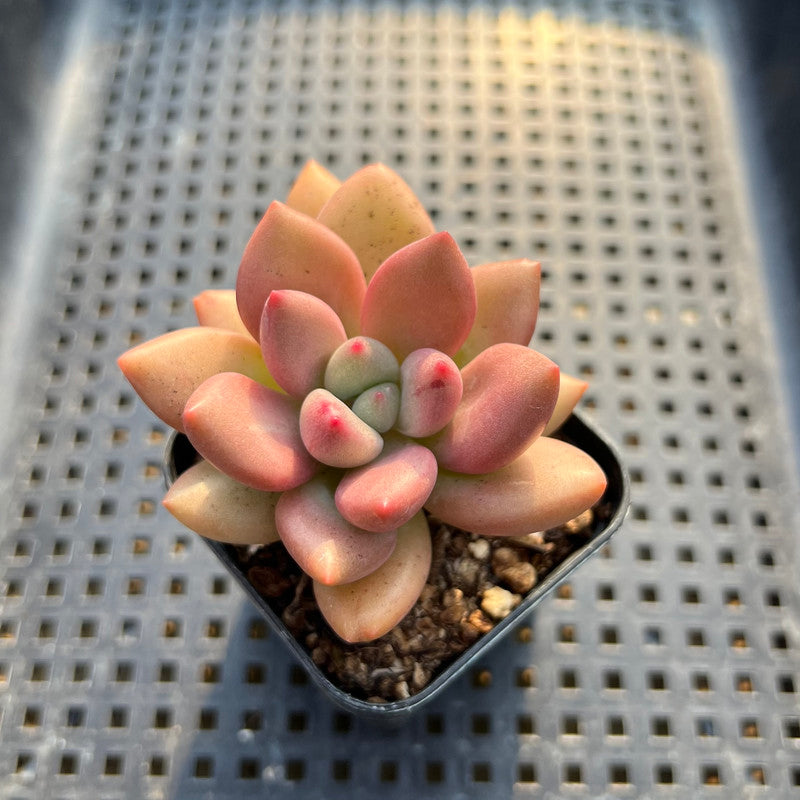 Graptoveria 'Ruby Donna' 2" Succulent Plant