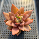 Echeveria sp. 2"-3" Succulent Plant