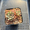 Echeveria sp. 1"-2" Succulent Plant