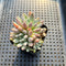 Echeveria 'Hamilton' 2" (Setosa Hybrid) Succulent Plant