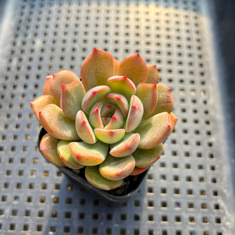 Echeveria sp. 2" Succulent Plant