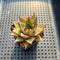 Echeveria Purposorum Hybrid 2" Succulent Plant