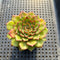 Echeveria 'Dancing Bird' Lightly Variegated 2"-3" Succulent Plant