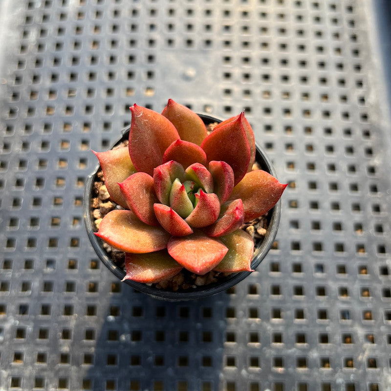 Echeveria sp. 1"-2" Succulent Plant