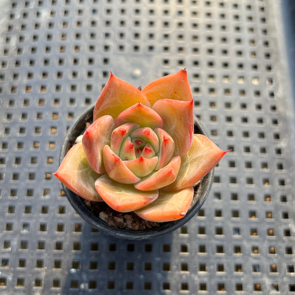 Echeveria sp. 1"-2" Succulent Plant