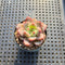 Echeveria 'Champaign' Hybrid 1"-2" Succulent Plant