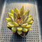 Echeveria 'Caravan' 2" Succulent Plant