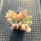 Echeveria 'Toffee' 2" Cluster Succulent Plant