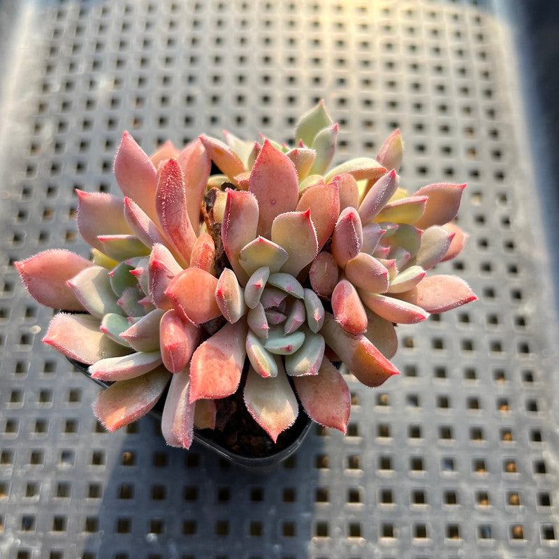 Echeveria 'Apple Pie' 2"-3" Cluster Succulent Plant